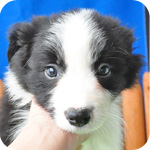 ボーダーコリー　ブラック＆ホワイト　オス　子犬販売の専門店　AngelWan　横浜