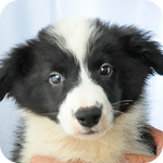 ボーダーコリー　オス　子犬販売の専門店　AngelWan　横浜