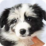 ボーダーコリー メス 子犬販売の専門店 AngelWan 横浜