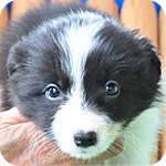 ボーダーコリー　ブラック＆ホワイト　メス　子犬販売の専門店　AngelWan　横浜