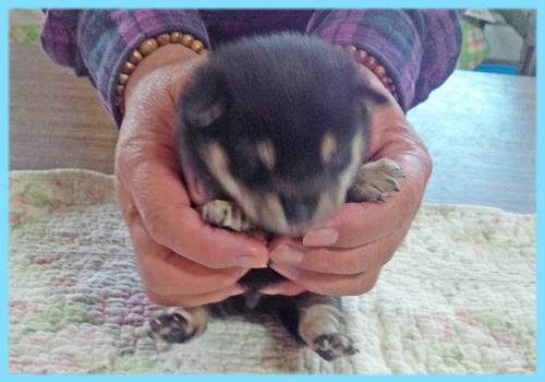 豆柴　黒　オス　子犬販売の専門店　AngelWan　横浜