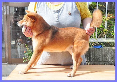 柴犬　父犬　子犬販売の専門店　AngelWan　横浜