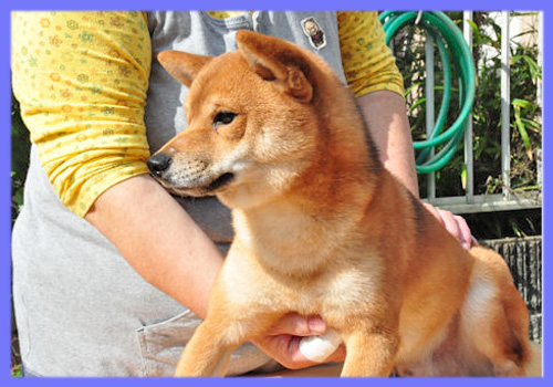 柴犬　父犬　子犬販売の専門店　AngelWan　横浜