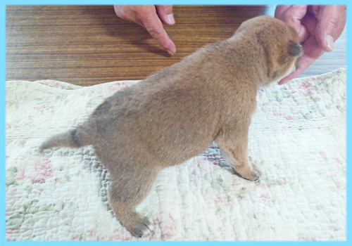 豆柴　赤　オス　子犬販売の専門店　AngelWan　横浜