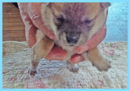 豆柴　赤　オス　子犬販売の専門店　AngelWan　横浜