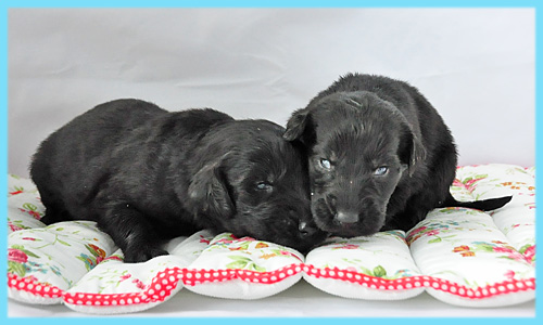 フラットコーテッドレトリバー　ブラック　オス　子犬販売の専門店　AngelWan　横浜