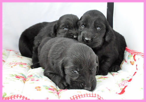 フラットコーテッドレトリバー ブラック メス 子犬販売の専門店 AngelWan 横浜