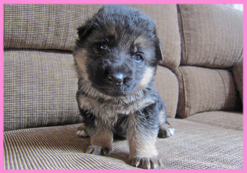 ジャーマンシェパード　ブラックタン　オス　メス　子犬販売の専門店　AngelWan　横浜