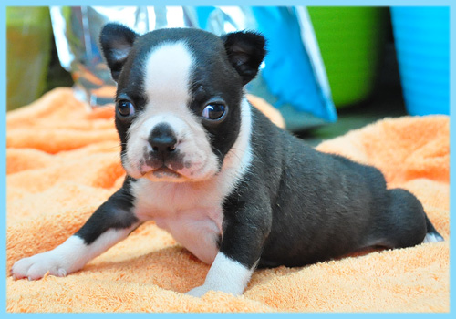 ボストンテリア　オス　子犬販売の専門店　AngelWan　横浜