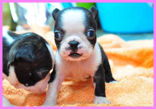 ボストンテリア メス 子犬販売の専門店 AngelWan 横浜