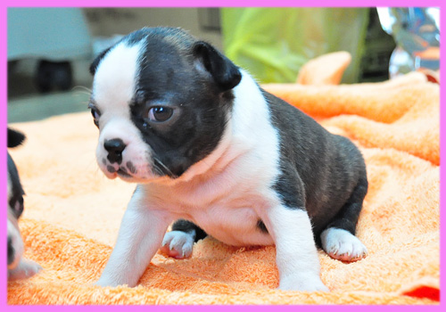 ボストンテリア　メス　子犬販売の専門店　AngelWan　横浜