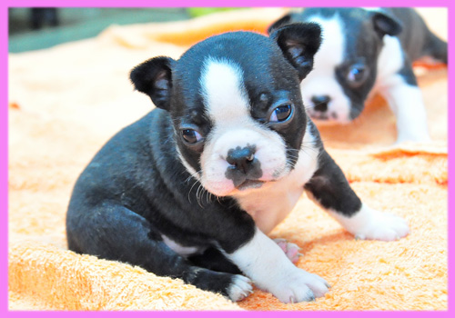 ボストンテリア　メス　子犬販売の専門店　AngelWan　横浜