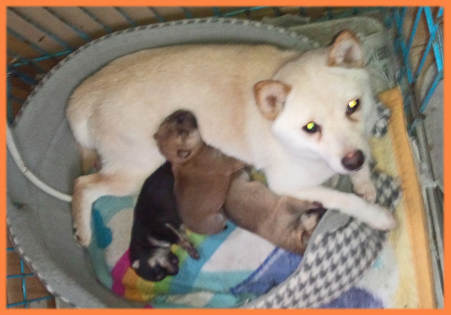 豆柴　オス　子犬販売の専門店　AngelWan　横浜