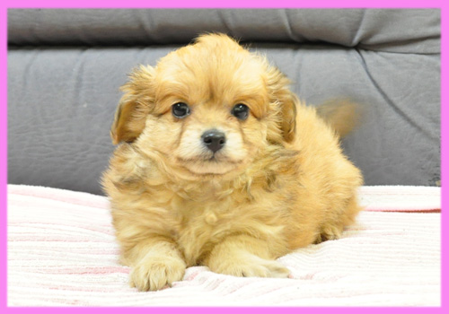 ミックス　チワワ　トイプードル　メス　子犬販売の専門店　AngelWan　横浜