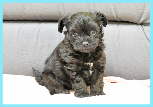 ミックス　チワワ　プードル　オス　子犬販売の専門店　AngelWan　横浜