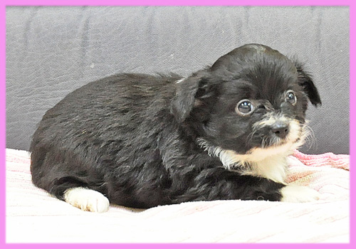 ミックス　チワワ　トイプードル　ブラック＆ホワイト　メス　子犬販売の専門店　AngelWan　横浜