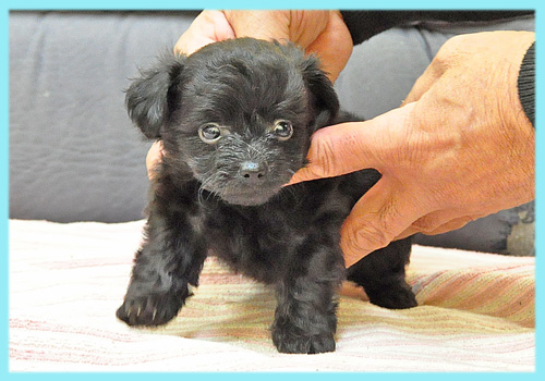ミックス チワワ トイプードル ブラック オス 子犬販売の専門店 AngelWan 横浜