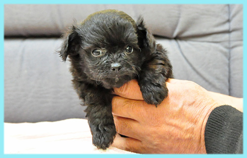 ミックス チワワ トイプードル オス 子犬販売の専門店 AngelWan 横浜