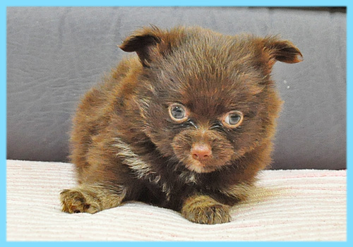 ミックス チワワ ポメラニアン チョコレート&タン 子犬販売の専門店 AngelWan 横浜