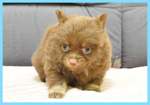 ミックス　チワワ　ポメラニアン　チョコレート＆タン　オス　子犬販売の専門店　AngelWan　横浜