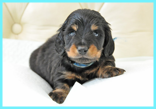 ミニチュアダックスフンド　ブラックタン　オス　子犬販売の専門店　AngelWan　横浜