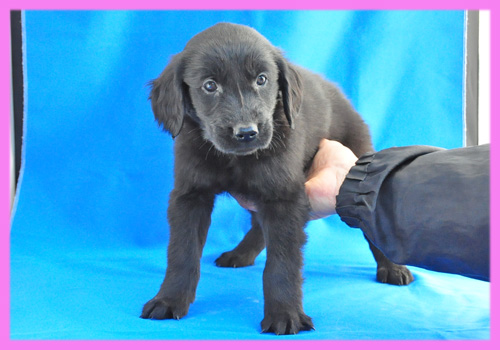 フラットコーテッドレトリバー ブラック メス 子犬販売の専門店 AngelWan 横浜