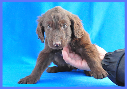 フラットコーテッドレトリバー　レバー　オス　子犬販売の専門店　AngelWan　横浜