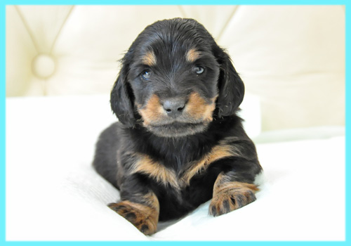 ミニチュアダックスフンド　ブラックタン　オス　子犬販売の専門店　AngelWan　横浜