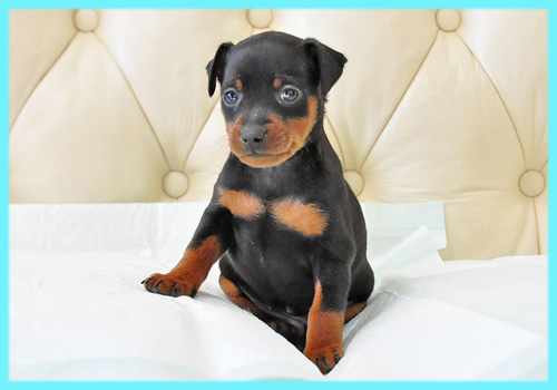 ミニチュアピンシャー　ブラックタン　オス　子犬販売の専門店　AngelWan　横浜