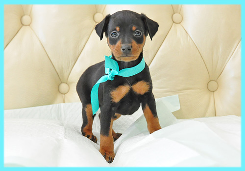 ミニチュアピンシャー ブラックタン オス 子犬販売の専門店 AngelWan 横浜