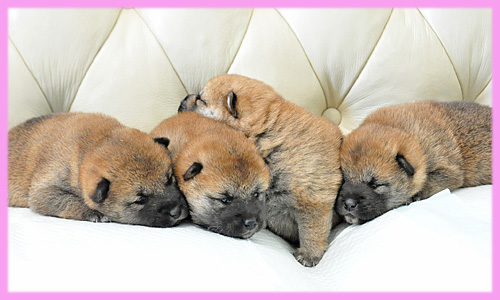 柴犬　赤　メス　子犬販売の専門店　AngelWan　横浜