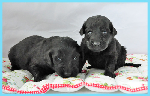 フラットコーテッドレトリバー　ブラック　オス　子犬販売の専門店　AngelWan　横浜