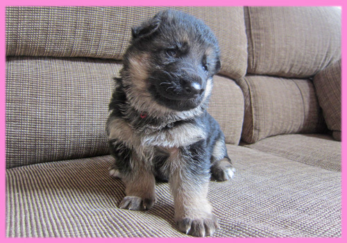 ジャーマンシェパード　ブラックタン　オス　メス　子犬販売の専門店　AngelWan　横浜