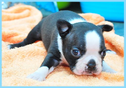 ボストンテリア　オス　子犬販売の専門店　AngelWan　横浜