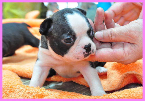 ボストンテリア　メス　子犬販売の専門店　AngelWan　横浜
