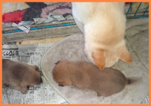 豆柴　オス　子犬販売の専門店　AngelWan　横浜