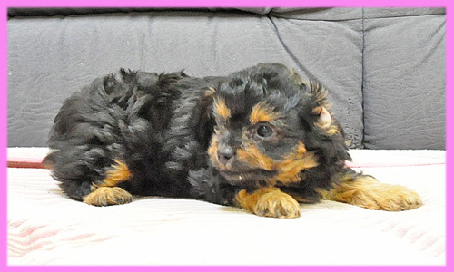 ミックス　チワワ　プードル　メス　ブラックタン　子犬販売の専門店　AngelWan　横浜