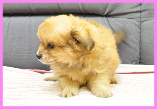 ミックス　チワワ　トイプードル　メス　子犬販売の専門店　AngelWan　横浜