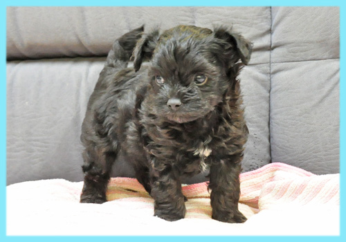 ミックス　チワワ　プードル　オス　子犬販売の専門店　AngelWan　横浜