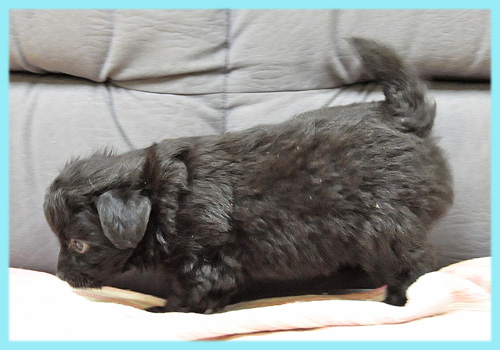 ミックス チワワ トイプードル ブラック オス 子犬販売の専門店 AngelWan 横浜