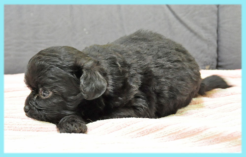 ミックス チワワ トイプードル オス 子犬販売の専門店 AngelWan 横浜