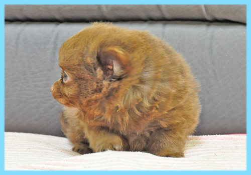 ミックス　チワワ　ポメラニアン　オス　子犬販売の専門店　AngelWan　横浜