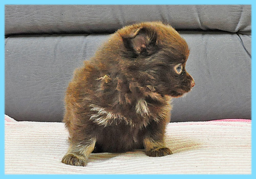 ミックス チワワ ポメラニアン チョコレート&タン 子犬販売の専門店 AngelWan 横浜