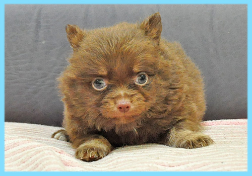 ミックス　チワワ　ポメラニアン　チョコレート＆タン　オス　子犬販売の専門店　AngelWan　横浜