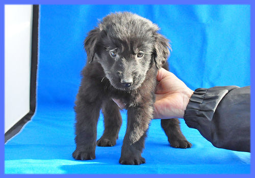 フラットコーテッドレトリバー　ブラック　オス　子犬販売の専門店　AngelWan　横浜