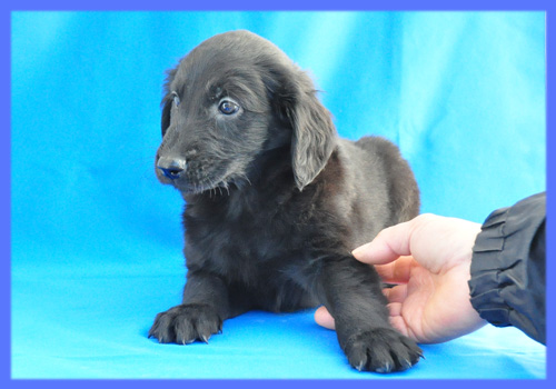 フラットコーテッドレトリバー　ブラック　オス　子犬販売の専門店　AngelWan　横浜