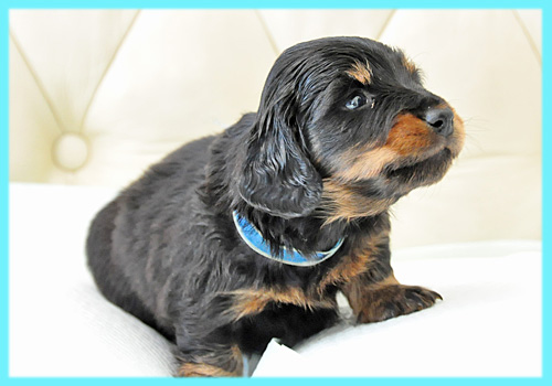 ミニチュアダックスフンド　ブラックタン　オス　子犬販売の専門店　AngelWan　横浜