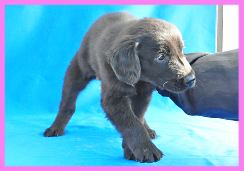 フラットコーテッドレトリバー ブラック メス 子犬販売の専門店 AngelWan 横浜