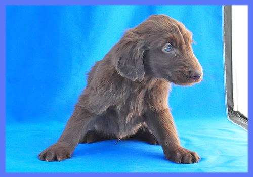 フラットコーテッドレトリバー　レバー　オス　子犬販売の専門店　AngelWan　横浜