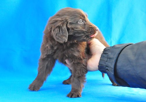 フラットコーテッドレトリバー　レバー　子犬販売の専門店　AngelWan　横浜